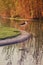 A Bird in the shore of lake in which the grass are reflected in the water.