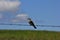 A bird shot closeup on a barbwire fence  with blue sky out in the country in Kansas.