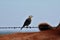 A bird shot closeup on a barbwire fence by a cow with blue sky out in the country in Kansas.