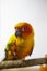 Bird sick Sun conure sitting on a cage.