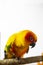 Bird sick Sun conure sitting on a cage.