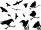 Bird Silhouette Animal Clip Art