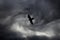 Bird silhouette on dark cloudy sky background