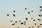 Bird silhouette swarm