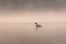 Bird silhouette swimming on water in the early morning haze. Great crested grebe Podiceps cristatus on golden misty lake