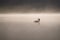 Bird silhouette swimming on water in the early morning haze. Great crested grebe Podiceps cristatus on golden misty lake