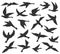 Bird silhouettes. Flying birds flock, animal wildlife migration, doves soar in sky. Black tattoo templates vector set