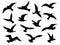 Bird silhouettes. Flying birds flock, black drawing flight raven tattoo template, monochrome animal wild life migration