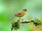 Bird (Silver-eared Mesia) , Thailand