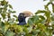 Bird, Silvery-cheeked Hornbill, Ethiopia wildlife