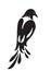 Bird similar to magpie. Stylized silhouette black on white