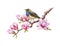 Bird singing on blooming magnolia branch. Watercolor illustration. Hand painted singing bluethroat with tender spring