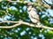 Bird Singing On a Branch: A bluejay bird sings a song while perched on a tree branch