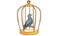 Bird singing in the cage