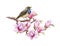 Bird singing with magnolia flowers decor. Watercolor illustration. Hand painted singing bluethroat with tender spring