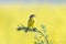 bird sings on a bright yellow flowered meadow