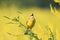 Bird sings on a bright yellow flowered meadow