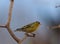 Bird siskin