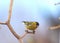 Bird siskin