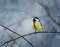 bird sits hunched on a branch in winter forest in the snow