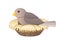 Bird sits on a nest - vector linear full color vector illustration. A small bird - a sparrow hatches eggs in a cozy nest.