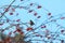 Bird sits on tree branch and eats rowanberry