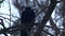 Bird is Sitting on a Bare Branches Tree, Winter, Cold Weather