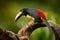 Bird sitting on the branch in the forest, Boca Tapada, Costa Rica. Nature travel in central America. Toucan open bill. Small