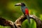 Bird sitting on the branch in the forest, Boca Tapada, Costa Rica. Nature travel in central America. Toucan open bill. Small