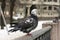 bird sitting on the fence, dove, city, day, feathers, beak