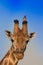 Bird sitting on giraffe