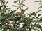 Bird sitting on a green houseplant during the daytime