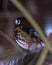 bird sitting on little stick in zoo