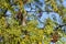 Bird sitting in a mountain-ash, picture from Northern Sweden