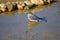 a bird is sitting in the muddy water near rocks and stones