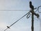 Bird Sitting On a Power Line.