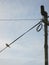Bird Sitting On a Power Line.