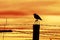 Bird sitting on prison fence