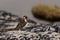 Bird sitting on the rock and eating bugs near Ilulissat Icefjord, Greenland