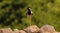 Bird sitting on the rocks , Birds photography