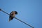 A bird is sitting on a rope in the sunlight in a winter morning