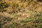 A bird sitting on top of a dry grass field