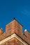 Bird sitting on top parapet of Tudor building brick wall