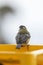 Bird sitting on the window with its back to the viewer