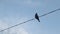 Bird sitting wire