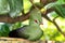 Bird sitting on wooden perch