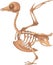 Bird skeleton