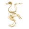 Bird skeleton realistic illustration. Bird body inner anatomy structure for studying. Pigeon skeleton with all bones