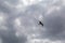 A bird in the sky at Greenford Park London UK