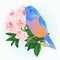 Bird small Bluebird  thrush and light pink rhododendron watercolor spring background vintage vector illustration editable hand